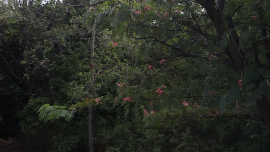 mimosa或persian丝绸树albiziaJullibrissin视频