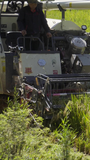 实拍收割机收割水稻视频素材农产品5秒视频