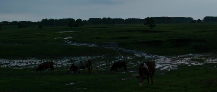 奶牛黄牛放牛牧牛湿地草场草原傍晚视频