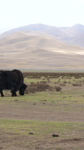 实拍青藏高原牧场牦牛哺乳吃草生态草原视频