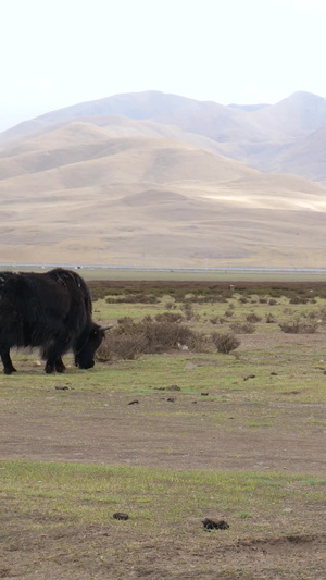 实拍青藏高原牧场牦牛哺乳吃草生态草原71秒视频