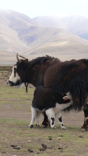 实拍青藏高原牧场牦牛哺乳吃草西藏风光71秒视频