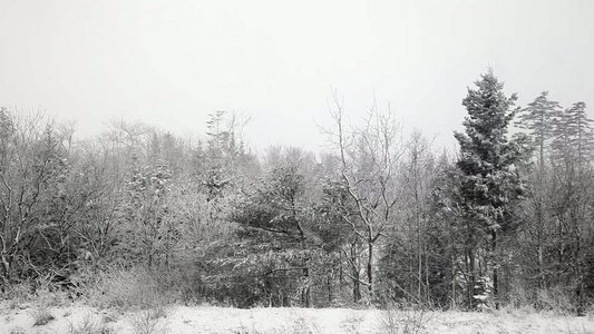 雪雪在树林旁飘雪视频