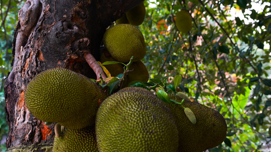 泰国水果波罗蜜树及果实实拍合集4K视频