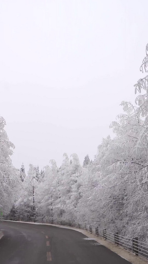 开车通过仙女山美丽雾凇雪景大道行道树74秒视频