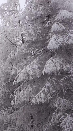 开车通过仙女山美丽雾凇雪景大道树上的雪景74秒视频