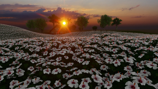 白花在夕阳下视频