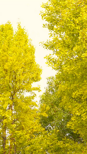 黄色的银杏树树叶黄了35秒视频