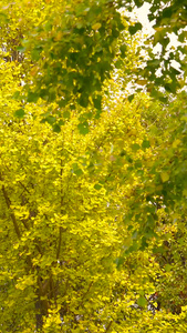 黄色的银杏树美丽的秋天视频