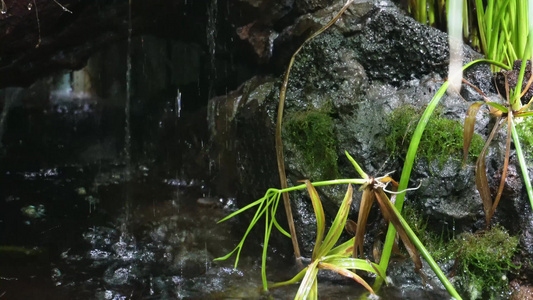 热带雨林景观热带植物瀑布流水视频