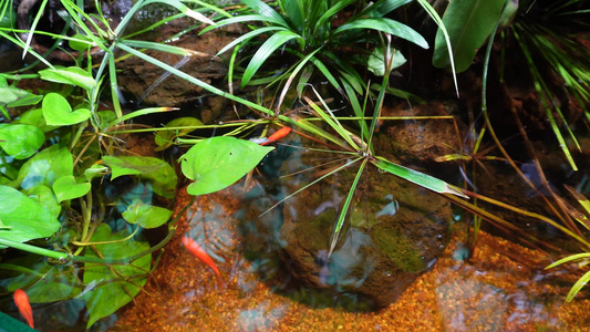 热带雨林景观热带植物瀑布流水视频