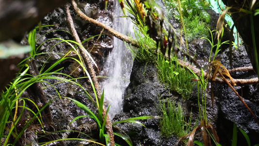 热带雨林景观热带植物瀑布流水视频