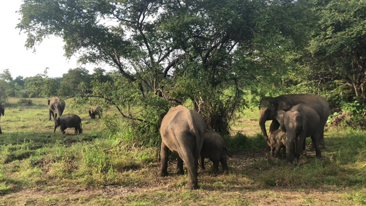 野生大象吃草胡鲁生态公园srilanka视频