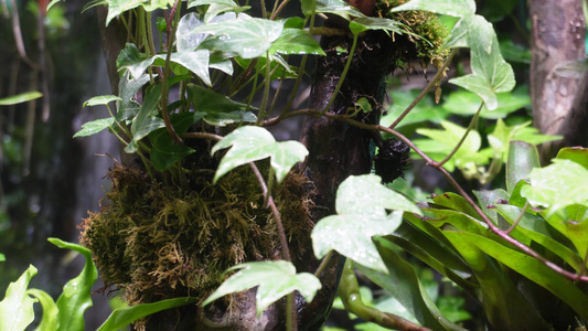 热带植物叶子爬山虎蕨类雨林缸视频