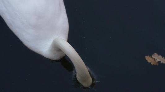 白天鹅在池塘上视频