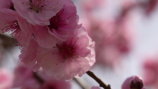 人面桃花鲜花粉嫩鲜花花朵视频