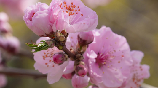 人面桃花鲜花粉嫩鲜花花朵视频