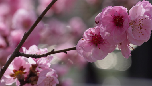 人面桃花鲜花粉嫩鲜花花朵视频