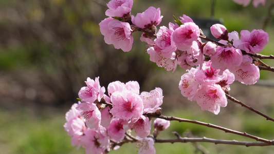 人面桃花鲜花粉嫩鲜花花朵视频