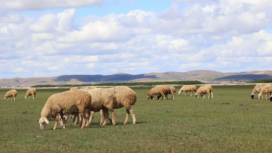 秋天的草原羊吃草视频