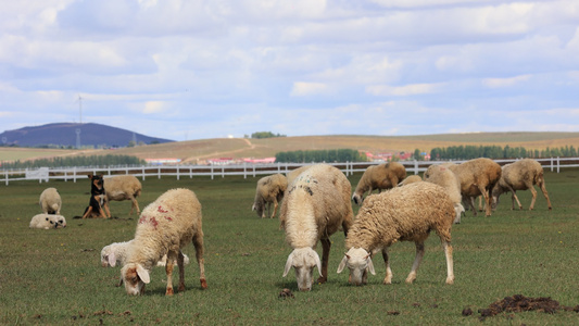 羊吃草放牧视频
