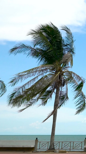 泰国滨海椰林迎风飘扬合集海滨栈道40秒视频
