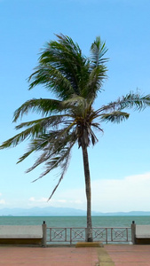 泰国滨海椰林迎风飘扬合集海滨栈道视频