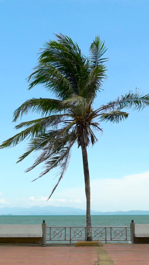 泰国滨海椰林迎风飘扬合集海滨栈道40秒视频