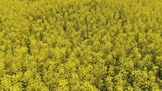 金黄油菜花盛开航拍 视频