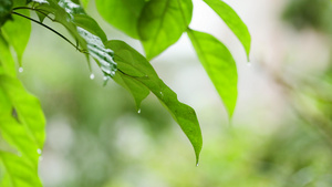 初春雨水雨露树叶上的水滴39秒视频