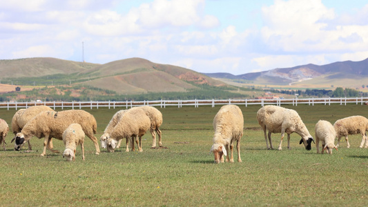 羊吃草放牧视频