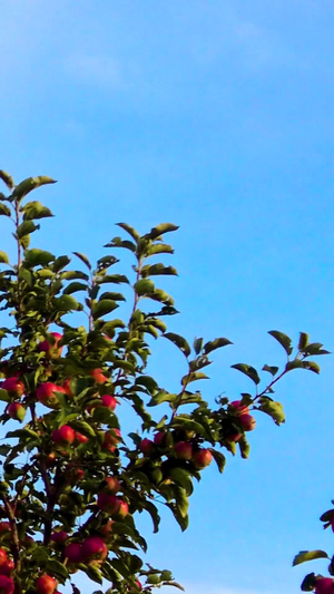 实拍陕北黄土高坡上的窑洞农家院及院里的海棠果树41秒视频