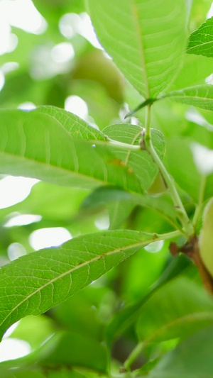 青涩的桃子果树80秒视频