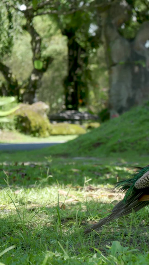 超高清实拍公园里的孔雀56秒视频
