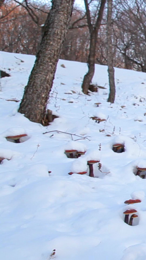 雪地灵芝自然世界28秒视频