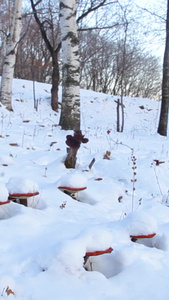 雪地灵芝自然世界视频