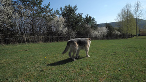 几乎瞎了的瘸腿狗在草地上漫步38秒视频