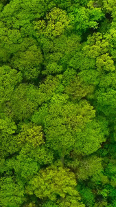 森林俯拍植物园视频