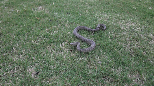 草地中的蛇尼罗迪亚rhombifer视频