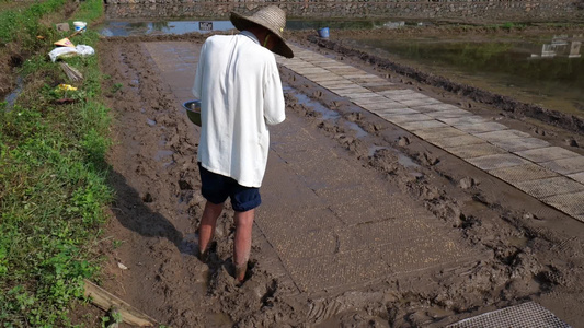 农民撒播水稻种子春天立春雨水芒种小满稻谷视频