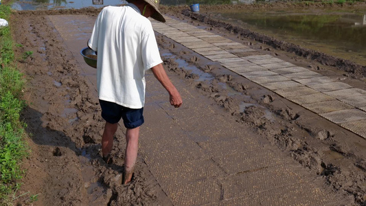 农民撒播水稻种子春天立春雨水芒种小满稻谷视频