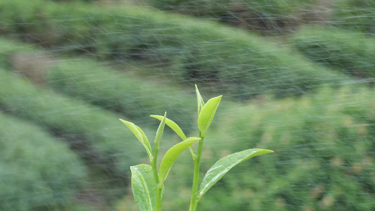 茶叶茶园采茶红茶绿茶春茶采茶视频