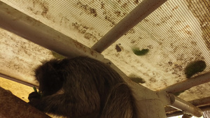 银叶猴在屋顶下吃东西11秒视频