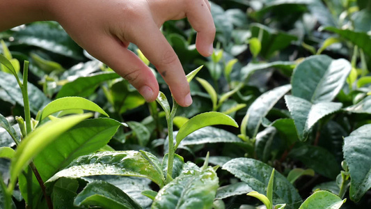 茶叶茶园采茶红茶绿茶春茶采茶视频