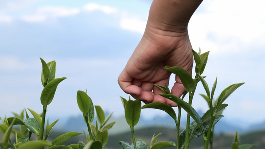 茶叶茶园采茶红茶绿茶春茶采茶视频