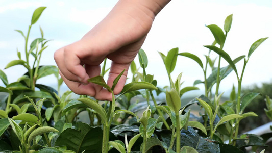 茶叶茶园采茶红茶绿茶春茶采茶视频