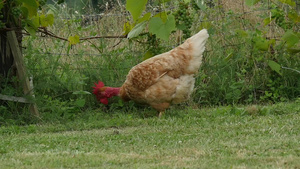 草坪上的母鸡24秒视频