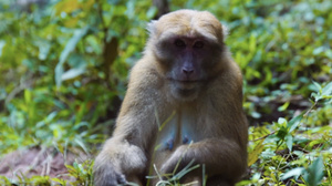 野生猴子吃东西10秒视频