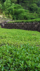 茶园合集清明茶视频