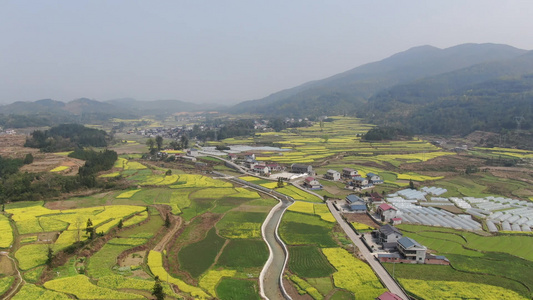 山川丘陵农业种植油菜花盛开航拍 视频